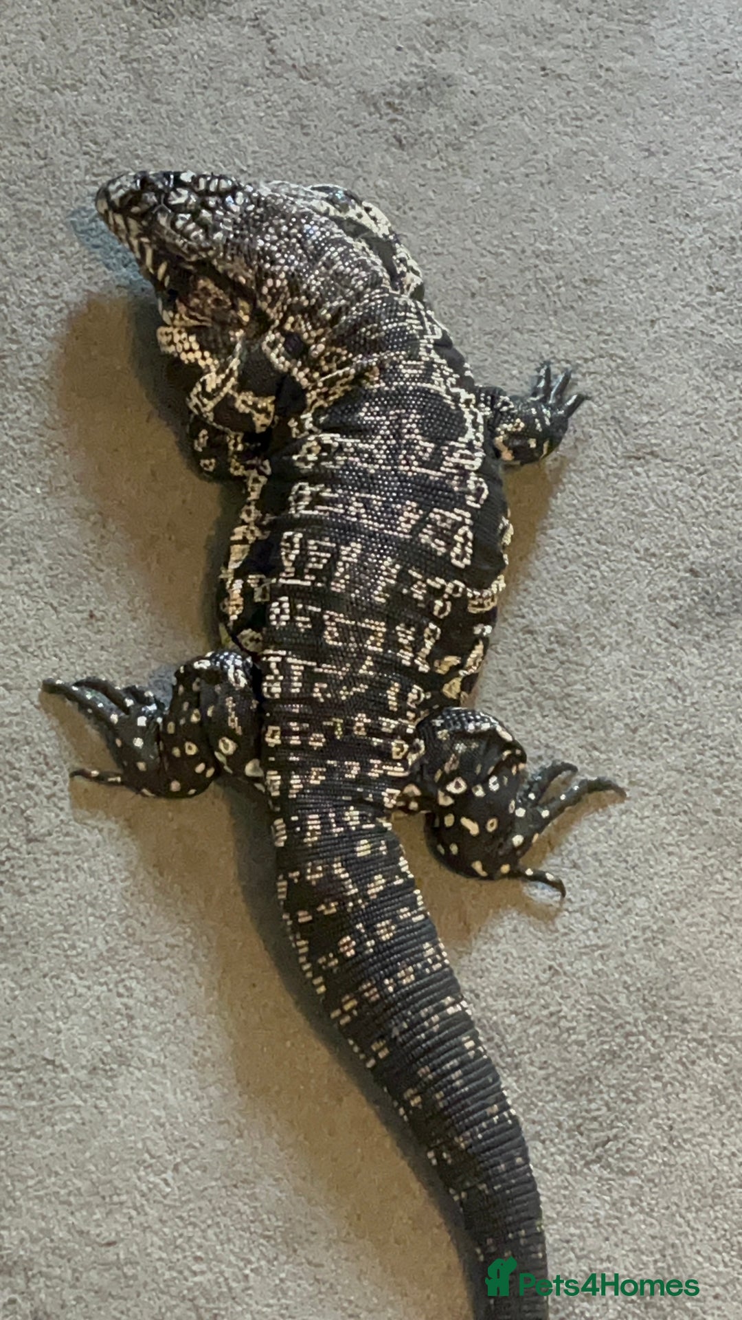 Mixed Breed invertebrates for sale: Black and white tegu  - Image 3