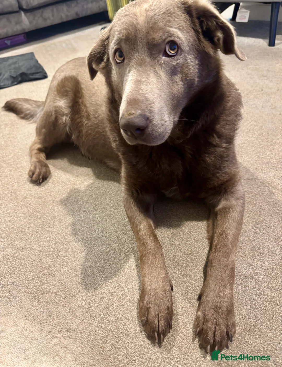 Labrador Retriever dogs for sale: KC Registered Black Chunky Labradors  - Advert 26