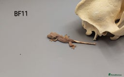 Gecko reptiles for sale: Phantom Crested Gecko  - Image 5
