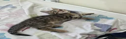 Bengal cats for sale: Stunning Bengal Cross Kittens - Advert 41