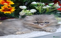 Persian cats for sale: Blue Persian kittens  - Image 37