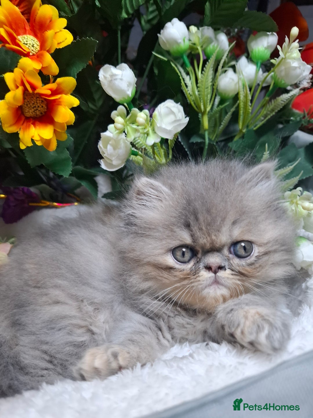 Persian cats for sale: Blue Persian kittens  - Image 37