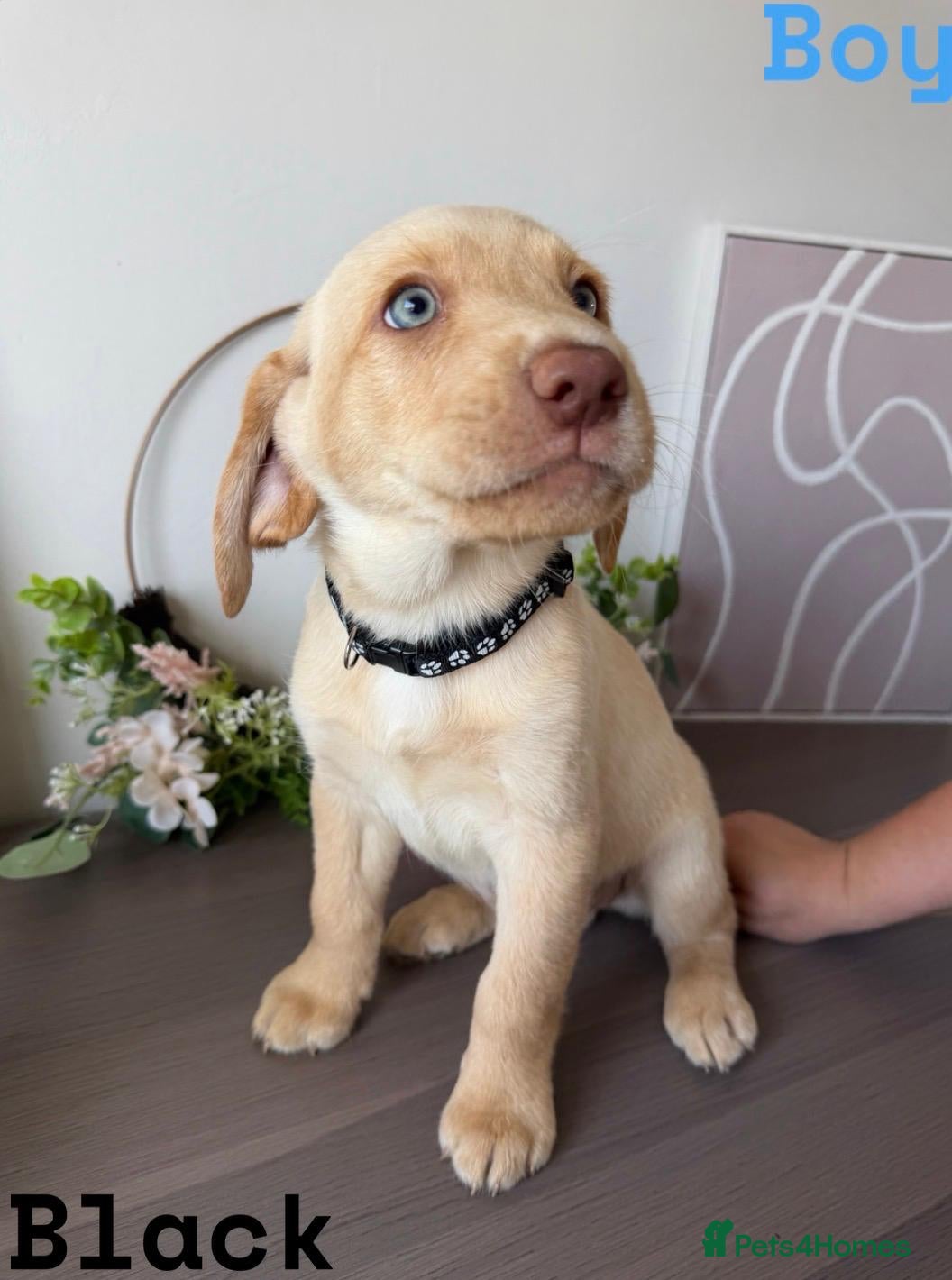 Labrador Retriever dogs Stunning KC reg Labrador pups ready to leave  - Advert 2