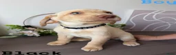 Labrador Retriever dogs for sale: Stunning KC reg Labrador pups ready to leave  - Advert 2