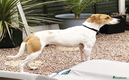 Mixed Breed dogs for adoption: Roscoe Looking For His Forever Home  - Image 6