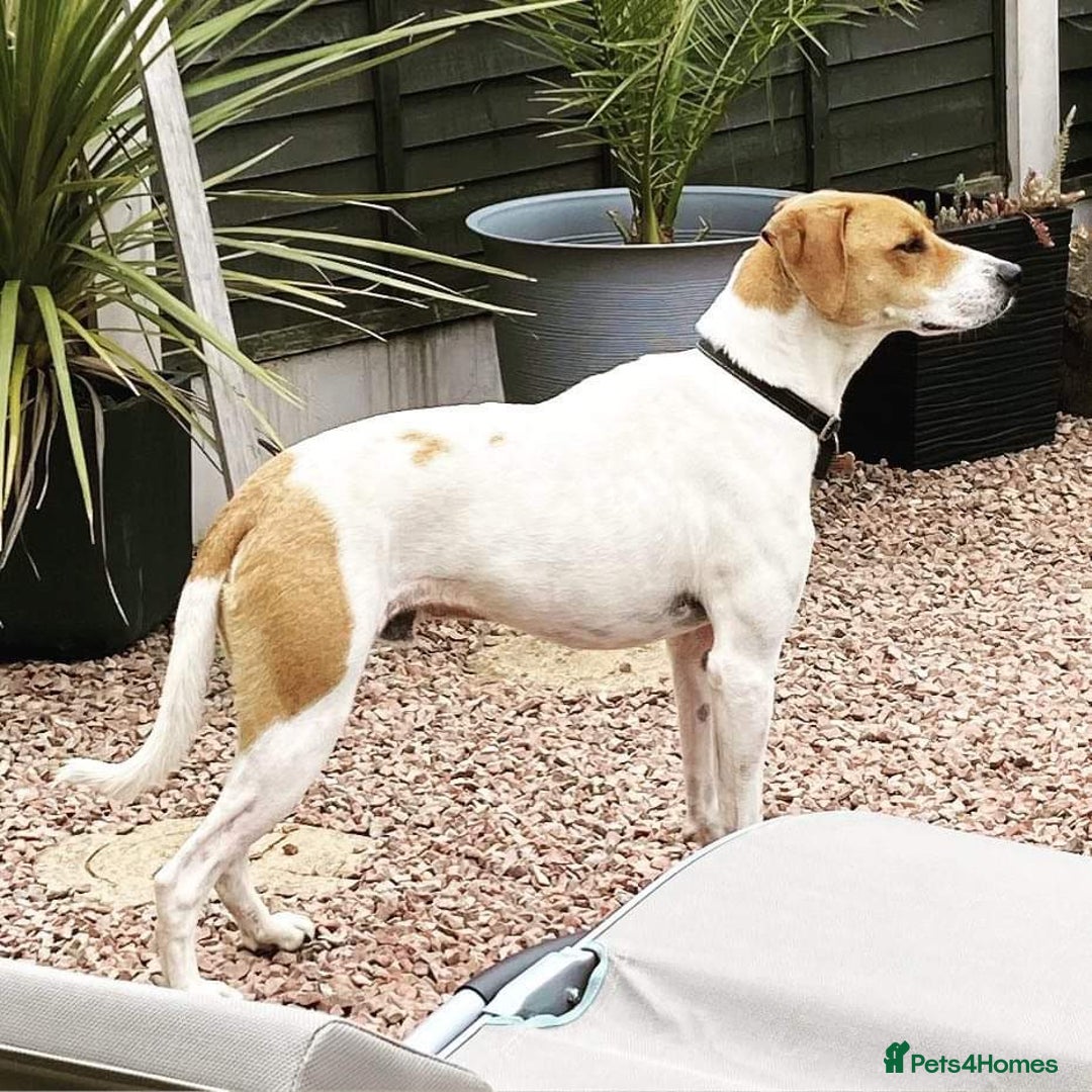 Mixed Breed dogs for adoption: Roscoe Looking For His Forever Home  - Image 6