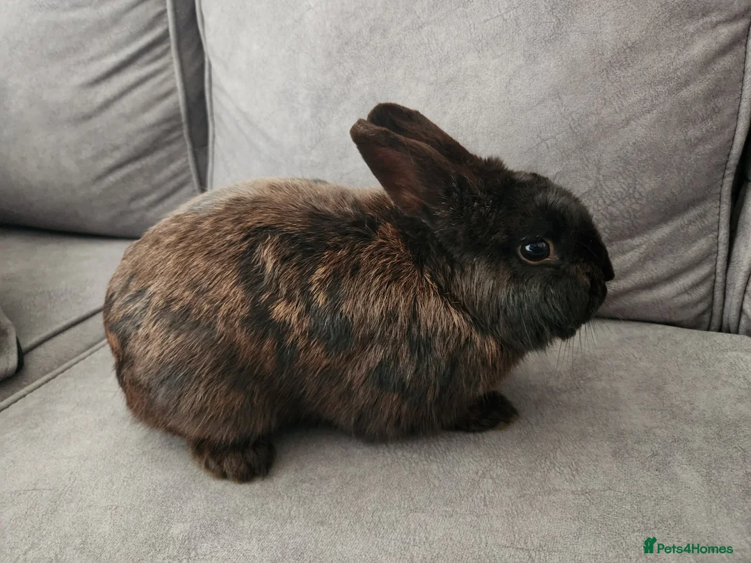Netherland Dwarf rabbits for sale: Netherland dwarf  in Dewsbury - Advert 5