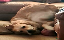 Golden Retriever dogs for stud: Duke, Proven KC registered  for stud. in Faringdon - Image 6