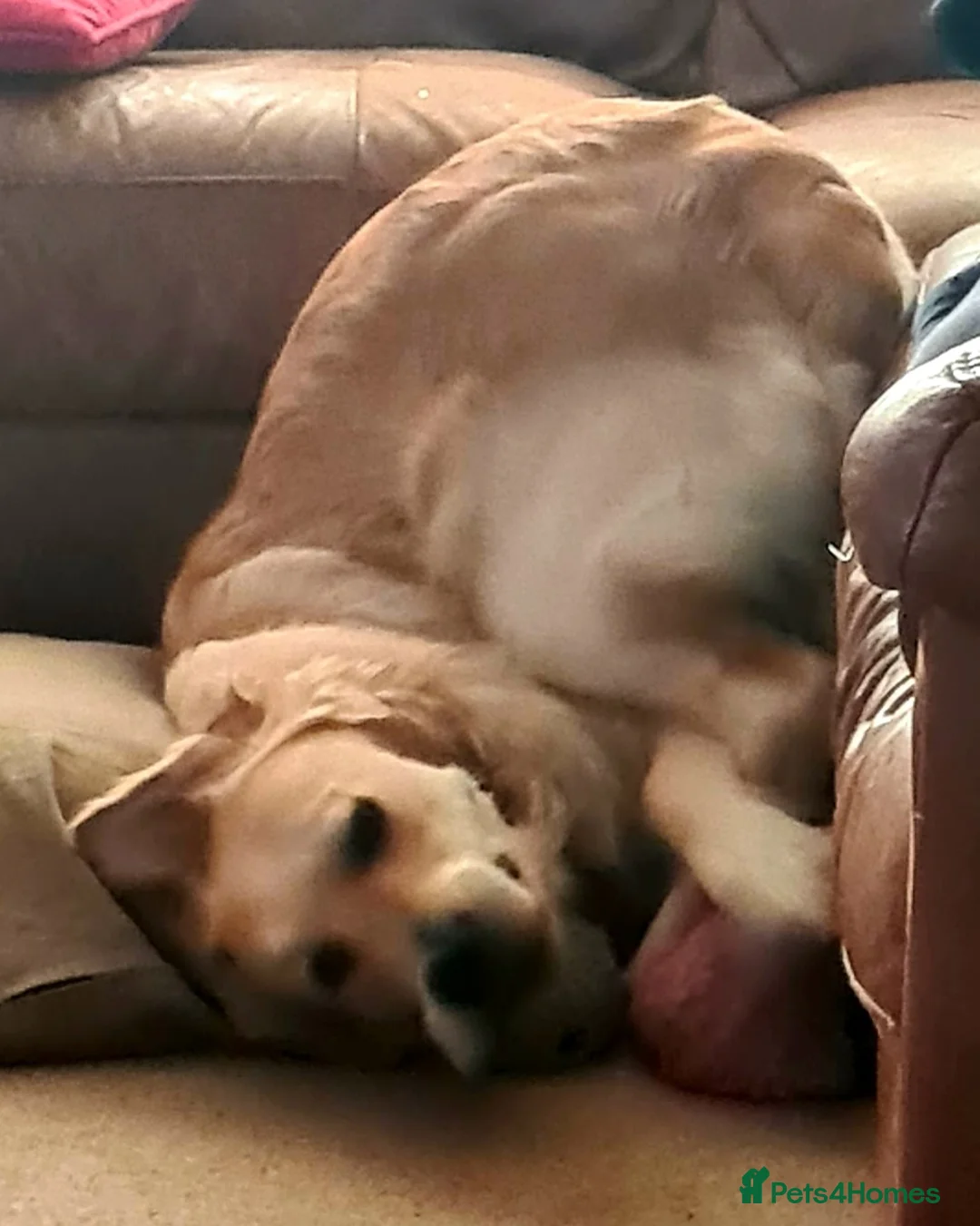 Golden Retriever dogs for stud: Duke, Proven KC registered  for stud. in Faringdon - Advert 6