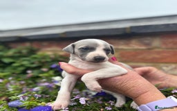 Whippet dogs for sale: Beautiful marked whippet puppies  - Image 10