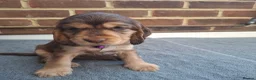 Cocker Spaniel dogs for sale: Adorable show type cocker spaniel puppies  - Advert 20