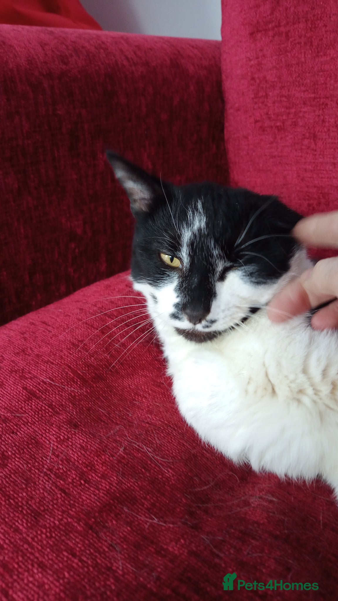 Mixed Breed cats Lovely male mixed breed 4 year old cat - Advert 1