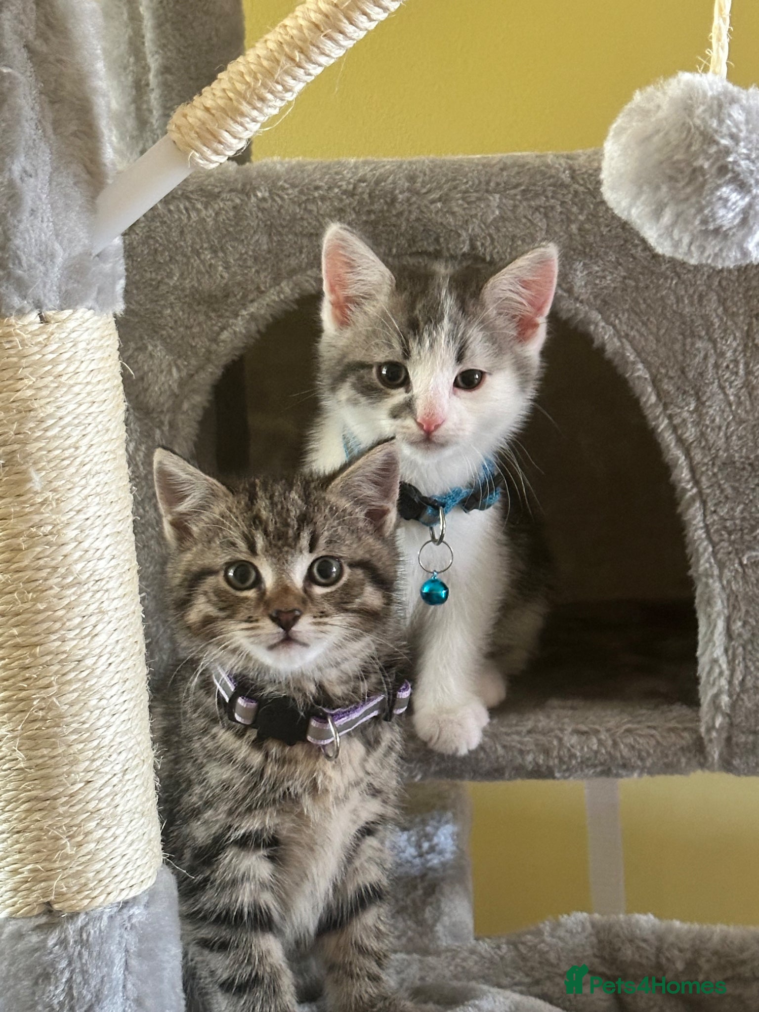 Mixed Breed cats for sale: Two gorgeous kittens for sale  in Wisbech - Advert 1