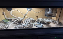 Dragon reptiles for sale: Mini Bearded Dragon Pogona Minor - Image 5