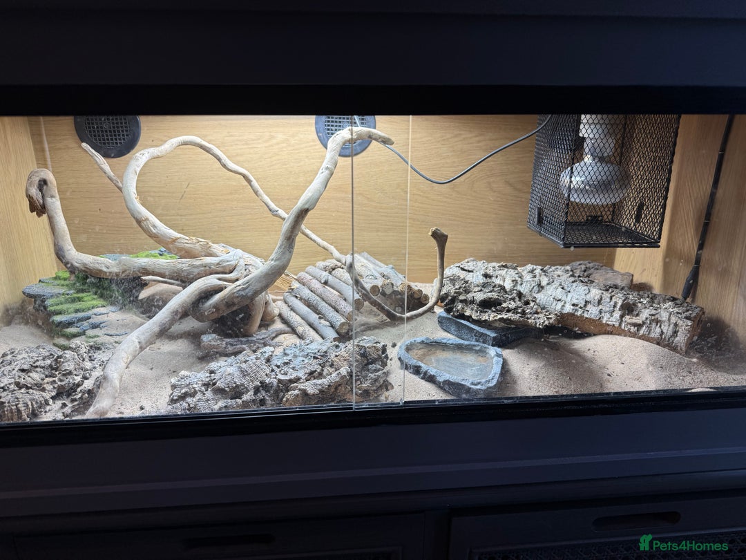 Dragon reptiles for sale: Mini Bearded Dragon Pogona Minor - Image 5