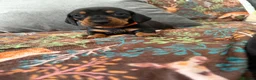 Dachshund dogs for sale: Outstanding champion bred standard smooth pups  - Advert 3