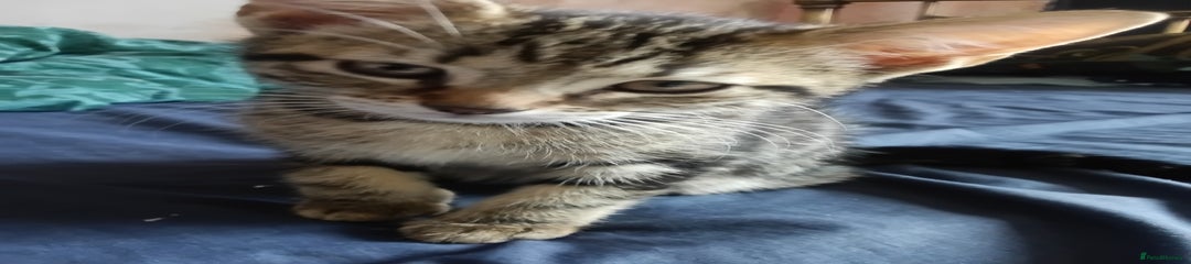 Mixed Breed Kitten 2