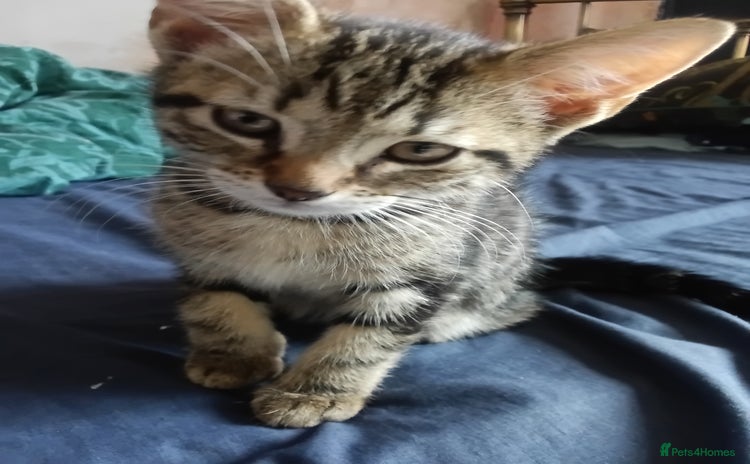 Mixed Breed cats - Advert 1
