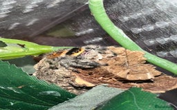 Spiders invertebrates for sale: Phidippus regius Jumping spiders - Image 1