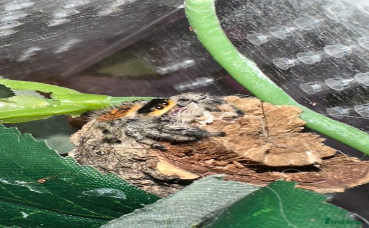 Spiders invertebrates - Advert 1