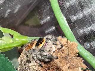 Spiders invertebrates - Advert 3