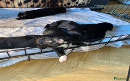 Mixed Breed dogs for sale: Beautiful pointer lab puppies!  - Image 16