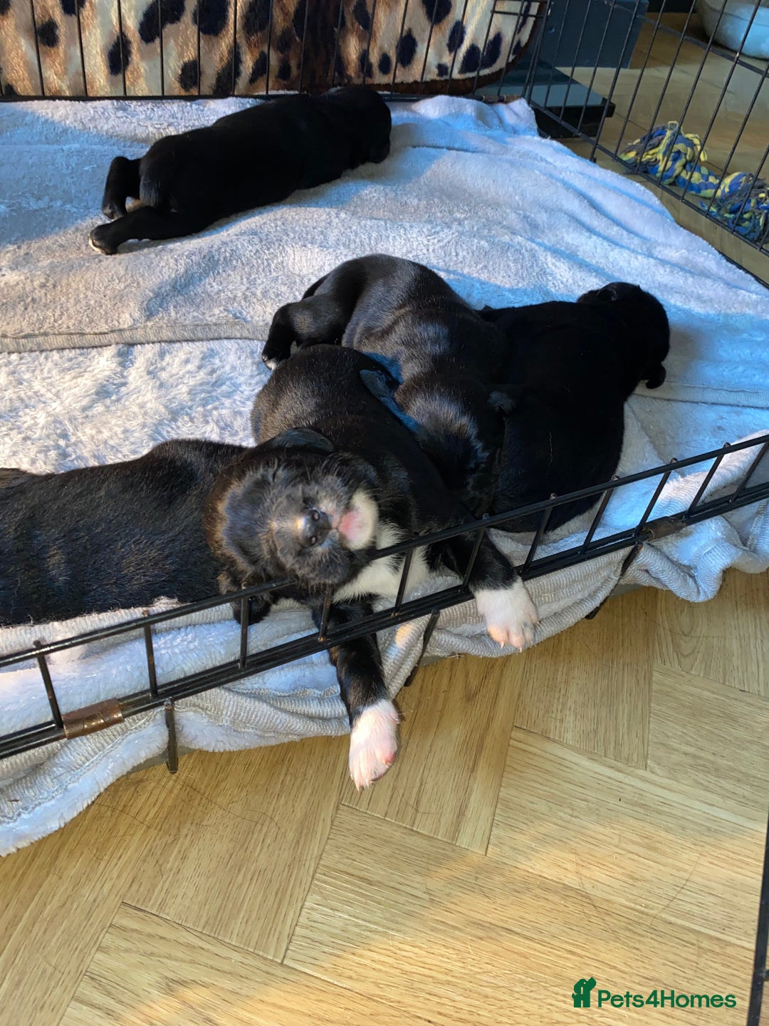 Mixed Breed dogs for sale: Beautiful pointer lab puppies!  - Image 16