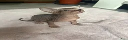 Sphynx cats for sale: Canadian sphynx kittens - Advert 15