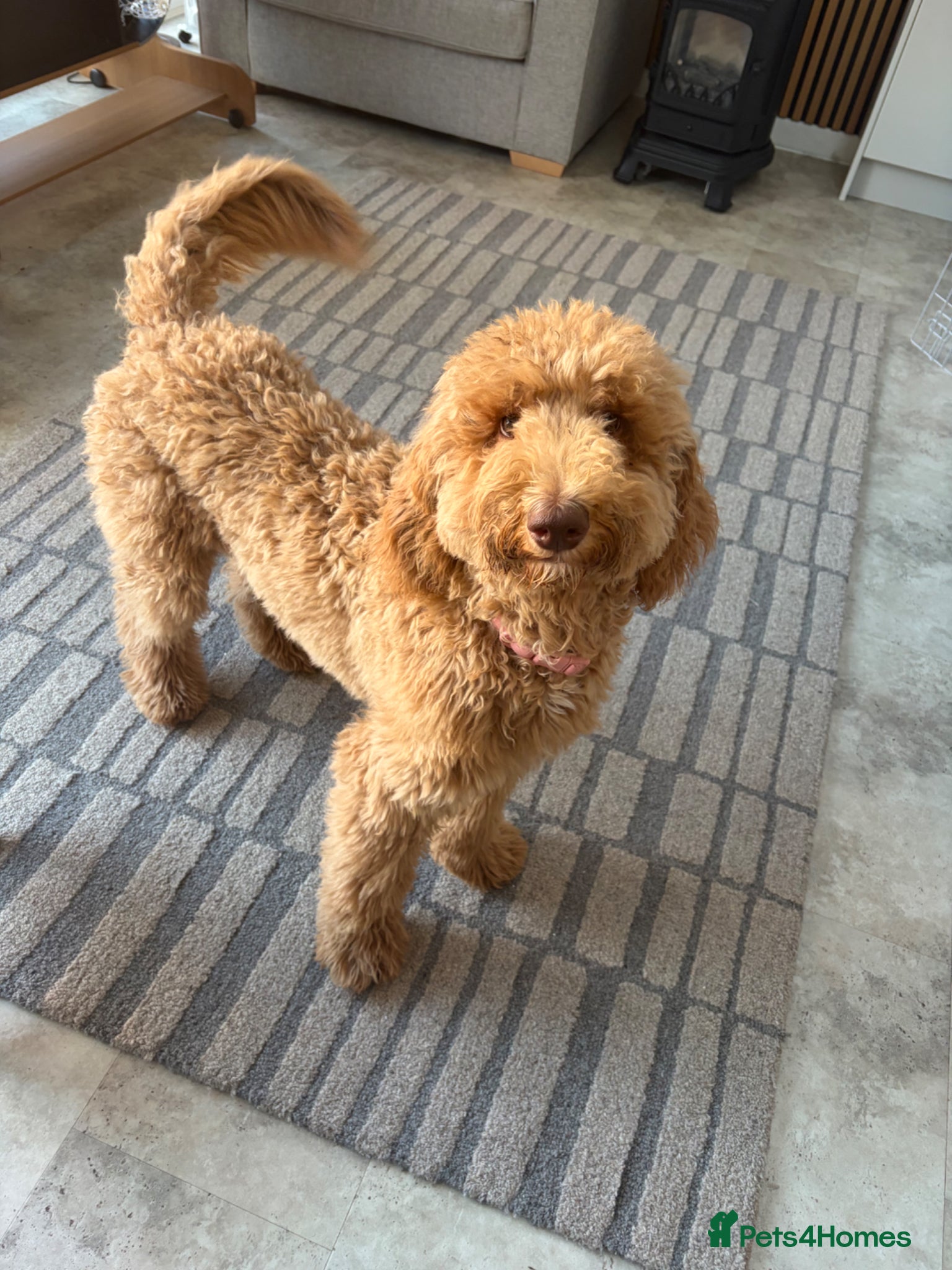 Standard Poodle dogs Standard poodle  - Advert 4