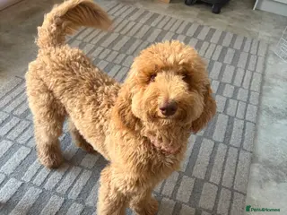 Standard Poodle dogs Standard poodle - Advert 4