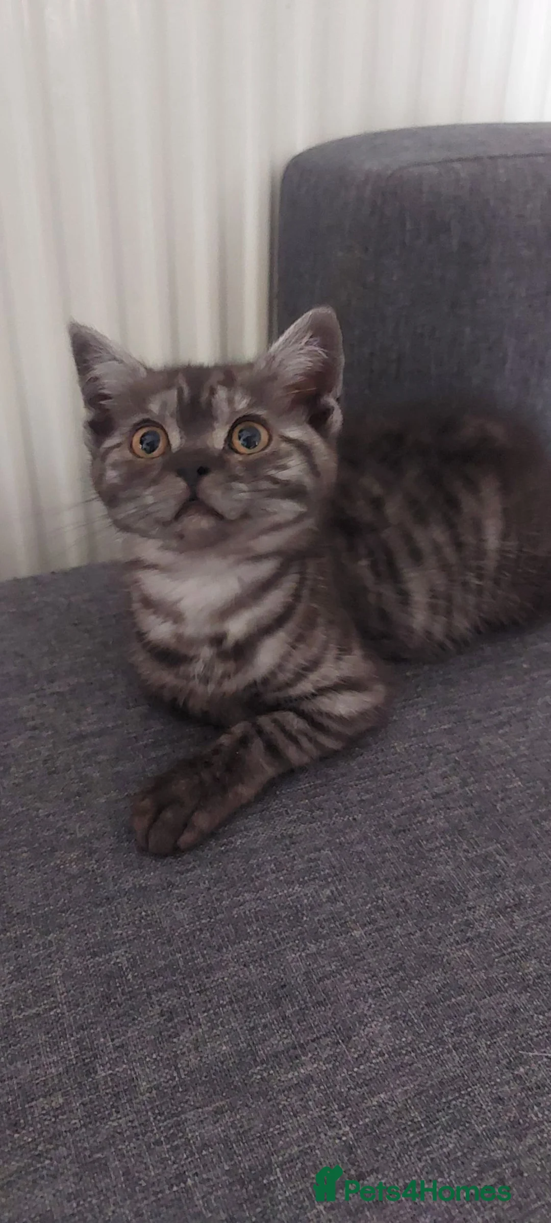 British Shorthair cats for sale: Beautiful female smoke british shorthair  - Advert 2