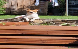Jack Russell dogs for stud: Jack Russell Stud - Image 3