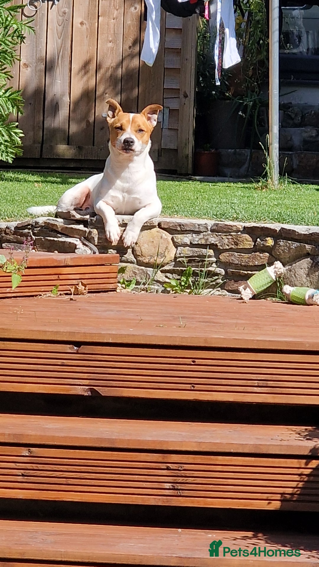 Jack Russell dogs for stud: Jack Russell Stud - Image 3