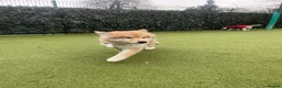 Mixed Breed dogs for sale: Wolfdog Male (koda) - Advert 5