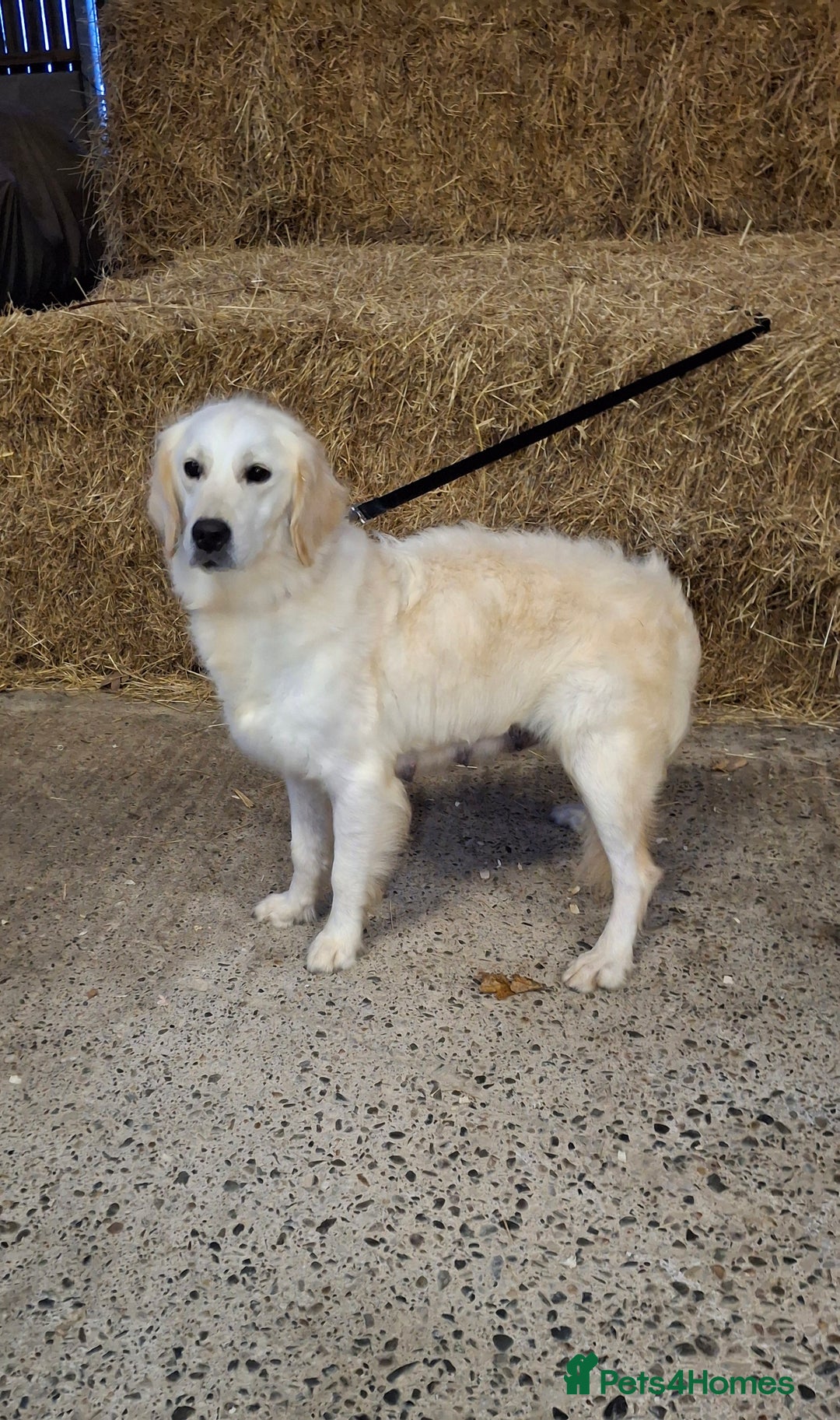 Golden Retriever dogs for sale: Kc, health tested, show type, golden retrievers. - Advert 12