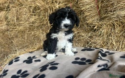 Bordoodle dogs for sale: Beautiful Bordoodle puppies - Image 20