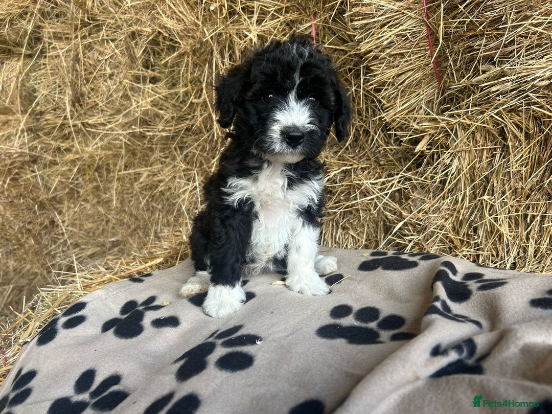 Bordoodle dogs for sale: Beautiful Bordoodle puppies - Image 20