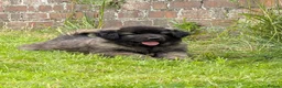 Mixed Breed dogs for sale: *1 LEFT* BIG CAUCASIAN MALINOIS  - Advert 7