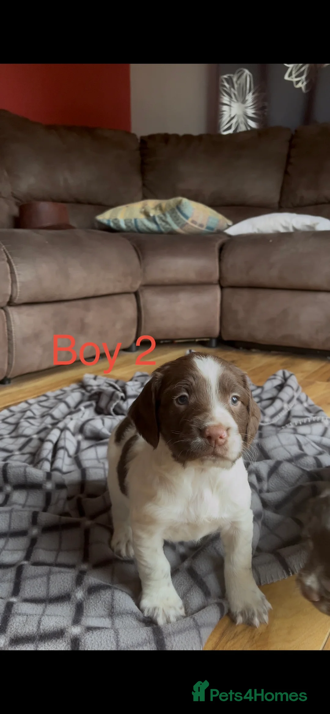 English Springer Spaniel dogs for sale: 5 beautiful English springer spaniel puppies  - Advert 6