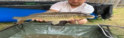 Pond Fish fish for sale: Common carp in Northampton - Advert 1
