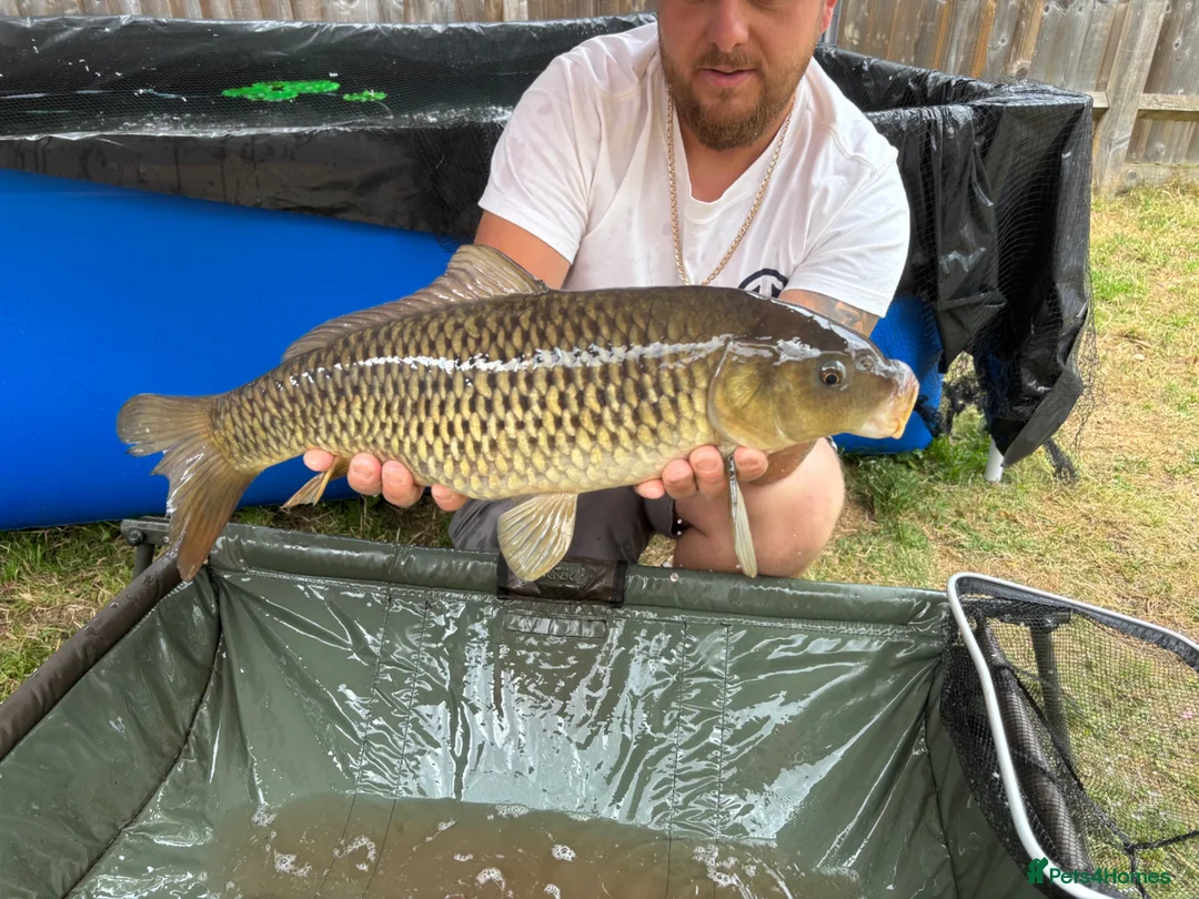 Pond Fish fish for sale: Common carp in Northampton - Advert 1