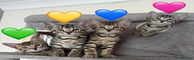 Bengal 2 (Green)