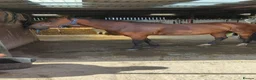 Other Breed horses for sale: For sale our swop for cob 14 hands in Newcastle upon Tyne - Advert 1