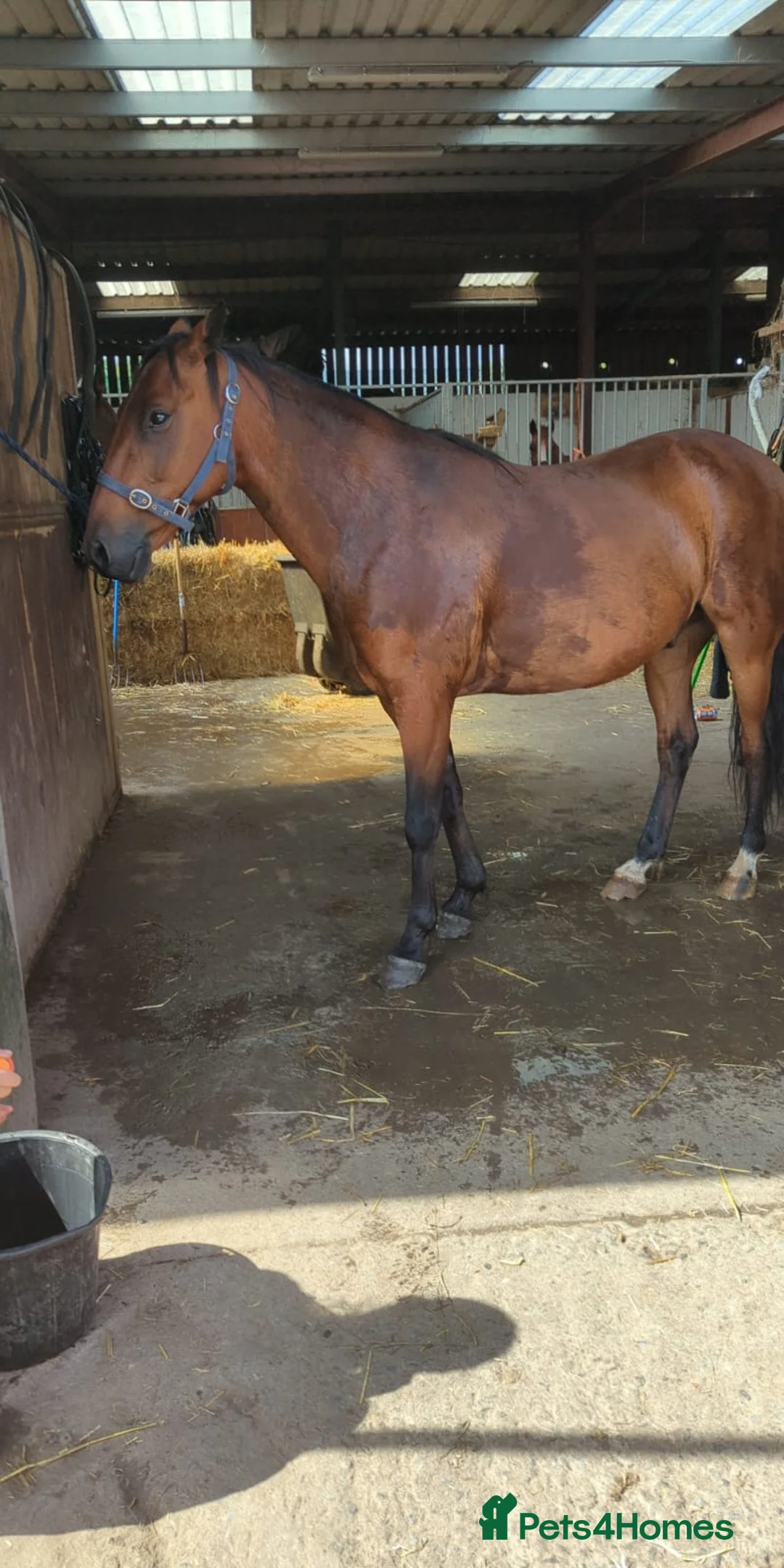 Other Breed horses for sale: For sale our swop for cob 14 hands in Newcastle upon Tyne - Advert 1