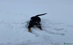 Mixed Breed dogs for sale: Beautiful dog named Mel  - Image 8