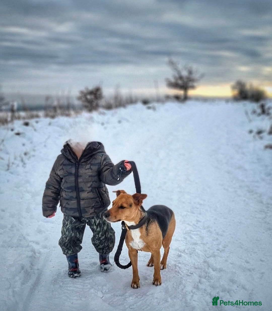 Mixed Breed dogs for sale: Jack Russell x wired haired dachshund  - Advert 7