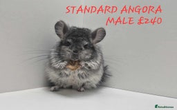 Chinchilla rodents for sale: STUNNING BABIES CHINCHILLA MIX COLOURS AND GENDER  - Image 13