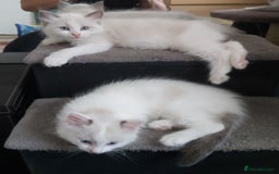 Ragdoll cats for sale: RAGDOLLS BOYS BLUE EYES VACCINATED MICROCHIPED  - Image 26