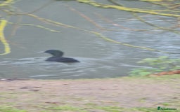 Chickens poultry for sale: Mixed flock ducks, chickens geese - Advert 11