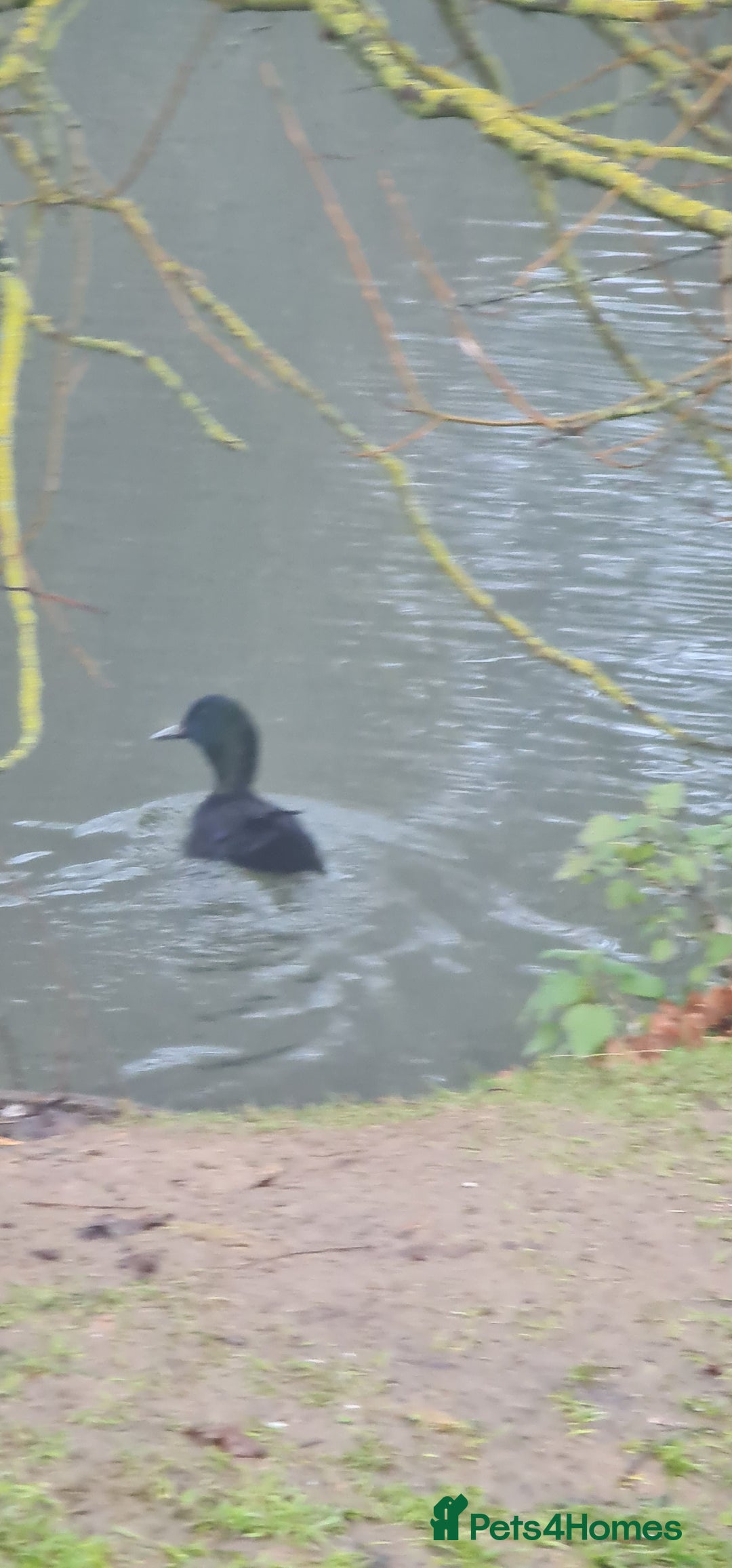 Chickens poultry for sale: Mixed flock ducks, chickens geese - Advert 11